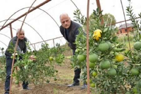 Azərbaycanda yeni meyvə sortu yetişdirildi – HALLAVOND + FOTO