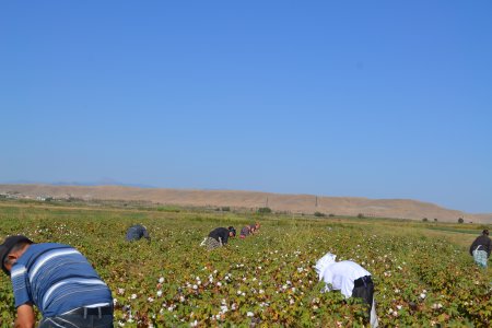 Füzulidə pambıq yığımı davam etdirilir.