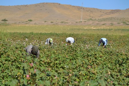 Füzulidə pambıq yığımı davam etdirilir.