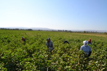 Füzulidə pambıq yığımı davam etdirilir.