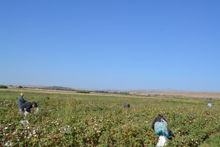 Füzulidə pambıq yığımı davam etdirilir.