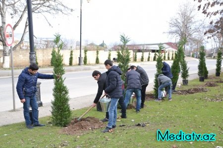 Şamaxıda növbəti kütləvi ağacəkmə aksiyası keçirilmişdir  