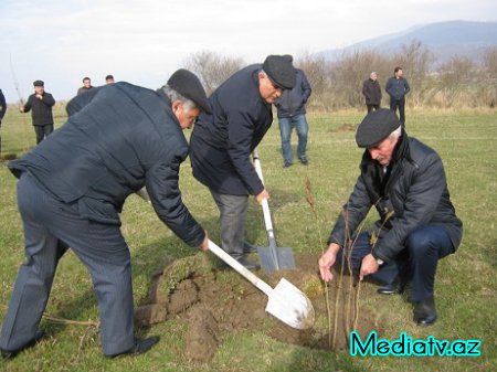 İsmayıllıda ümummilli liderin anım gününə həsr olunmuş ağacəkmə aksiyası